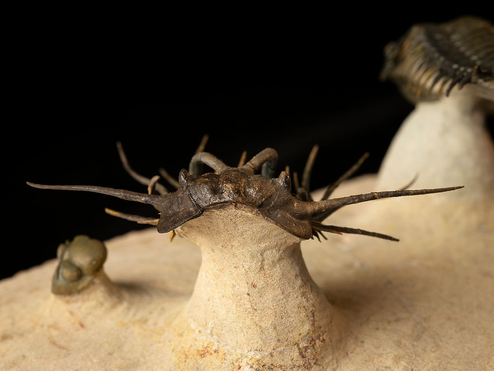 Thumbnail: Dicranurus monstrosus & Crotalocephalus gibbus