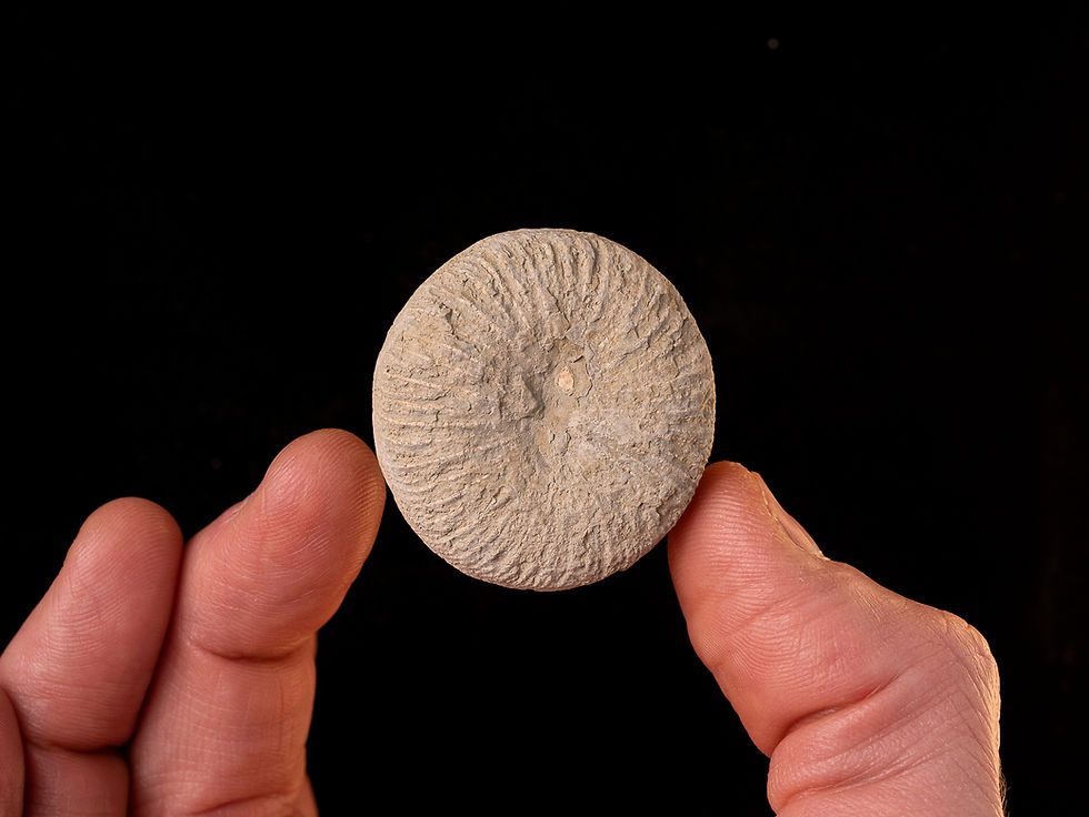 Coral fósil del Cretácico superior Cyclolites ellipticus | Toptrilos