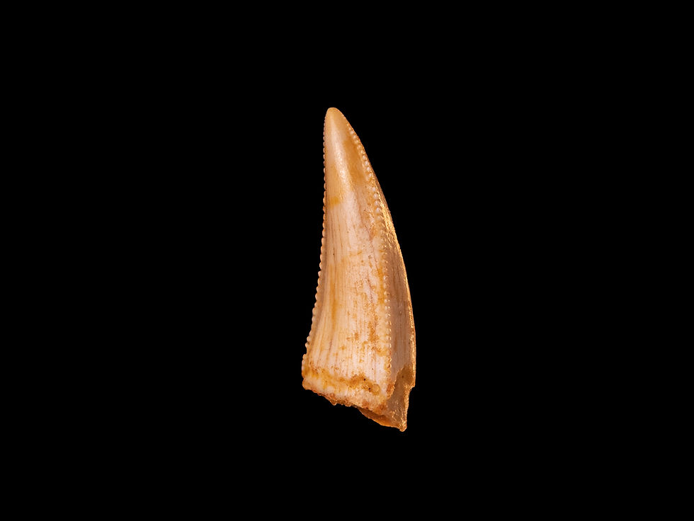 Miniatura: Fotografía vista frontal auténtico diente dinosaurio carnívoro calidad museo