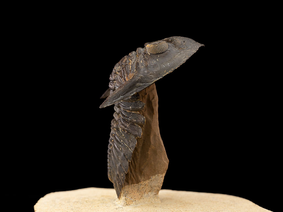 Thumbnail: Hollardops mesocristatus