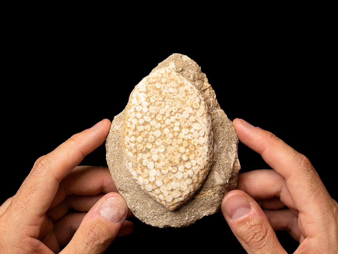 Eodiaphyodus granulosus