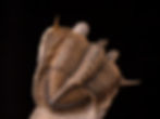 Thumbnail: Trilobite del devónico inferior Erbenochile erbeni