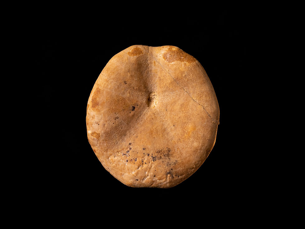 Erizo de mar fósil del Jurásico medio Hyboclypus gibberulus, procedente de Sarthe (Francia)
