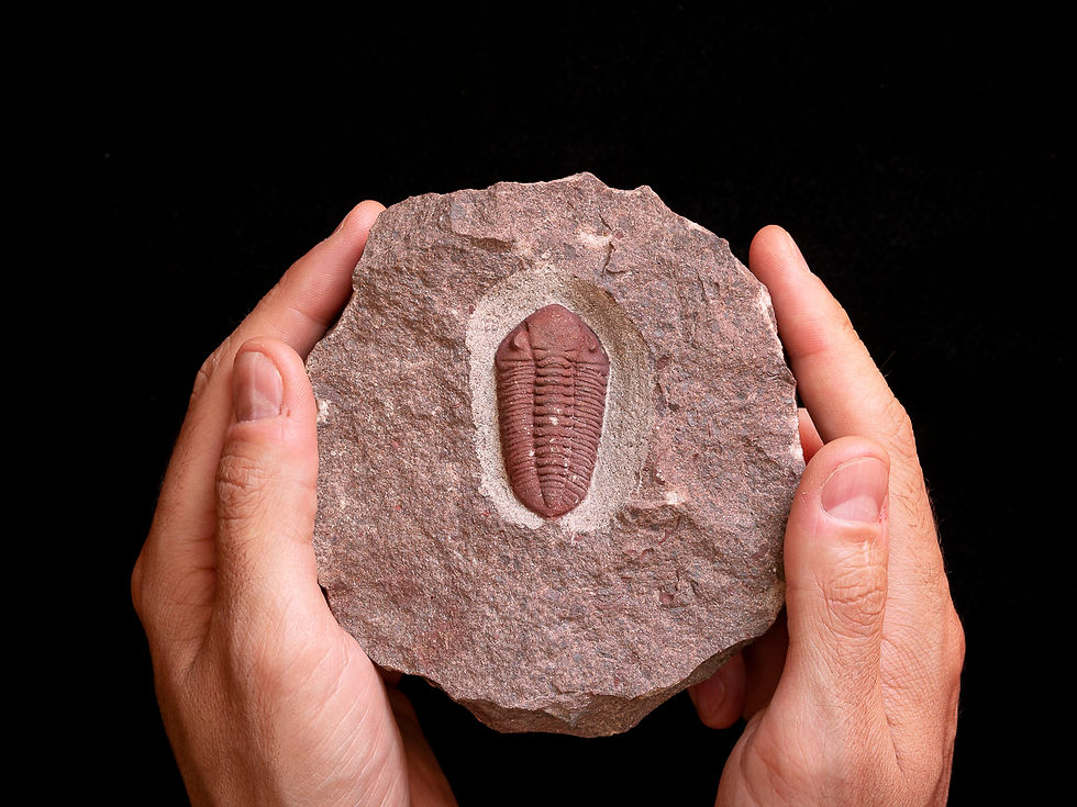 Phacopidella (Prephacopidella) struvei