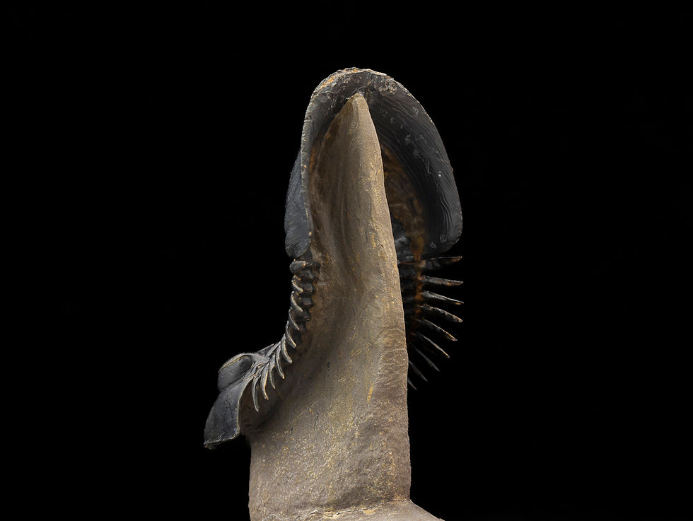Thumbnail: Paralejurus spatuliformis