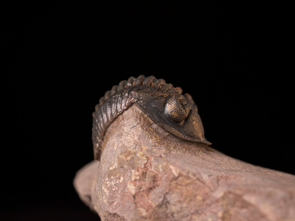 Thumbnail: Trilobite del devónico inferior Minicryphaeus minimus