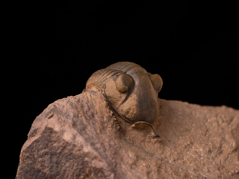 Thumbnail: Trilobite del devónico inferior Paralejurus bohemicus