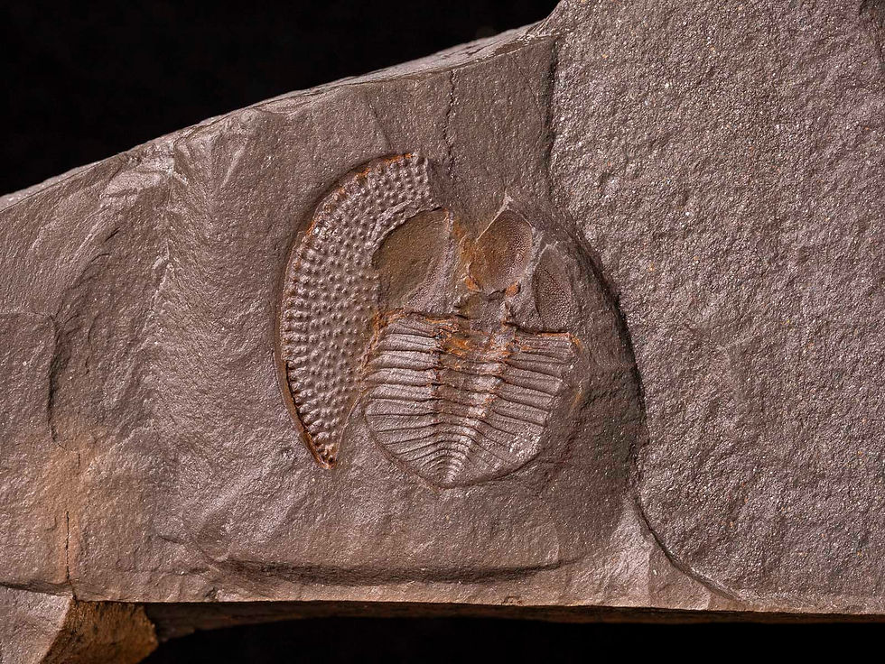 Thumbnail: Trilobite del ordovícico superior Declivolithus alfredi
