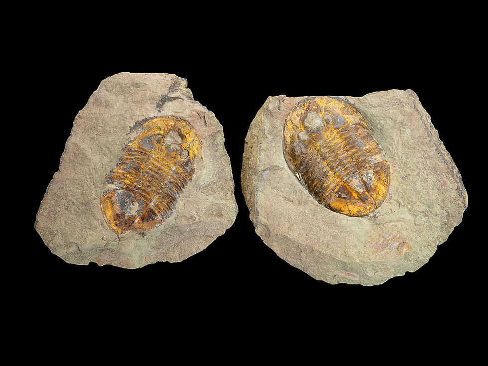 Thumbnail: Asaphus sp.