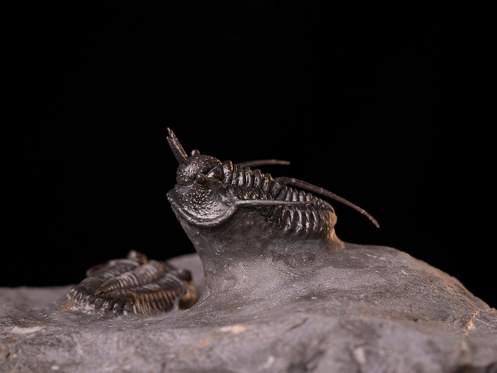 Asociación de trilobites del devónico medio Cyphaspis walteri & Hollardops sp.