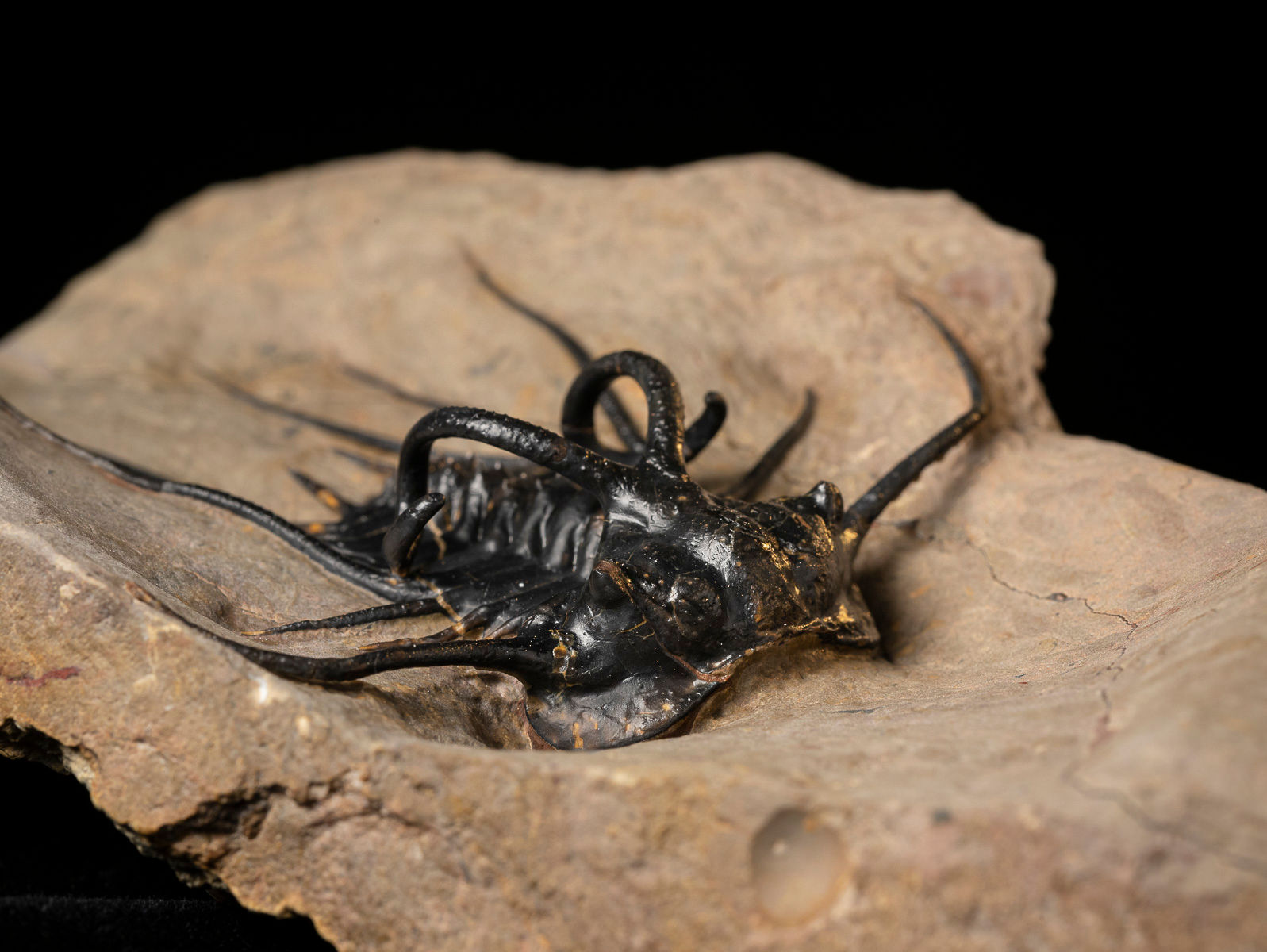 Espectacular ejemplar de la valiosa especie de trilobite Dicranurus monstrosus