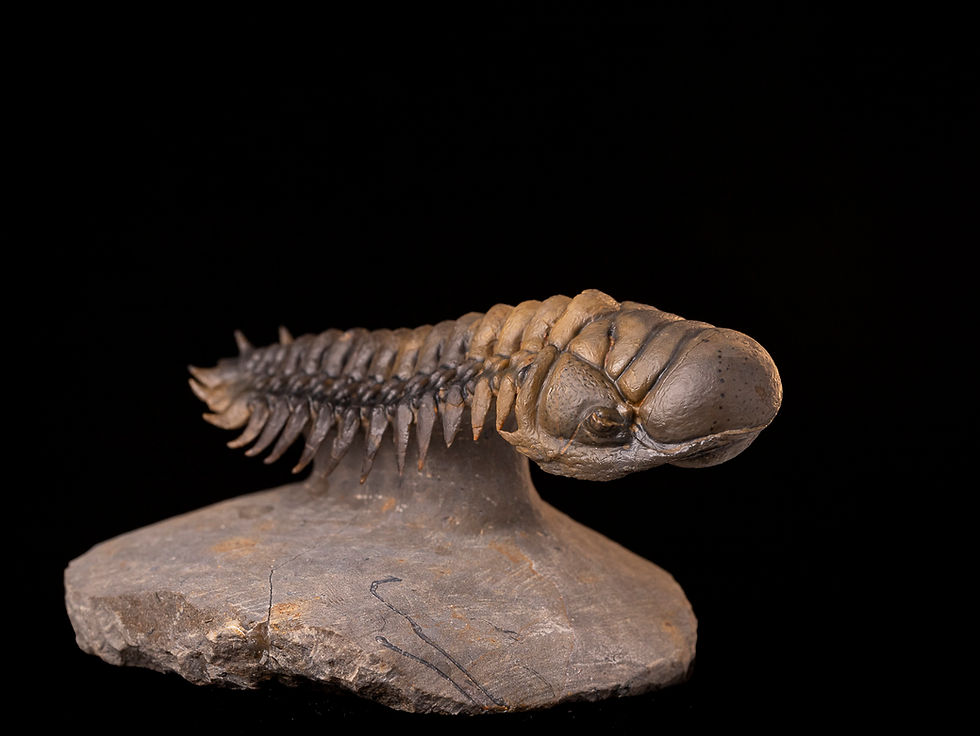 Miniatura: Trilobite del devónico inferior Crotalocephalus gibbus
