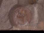 Trilobite del ordovícico superior Declivolithus alfredi
