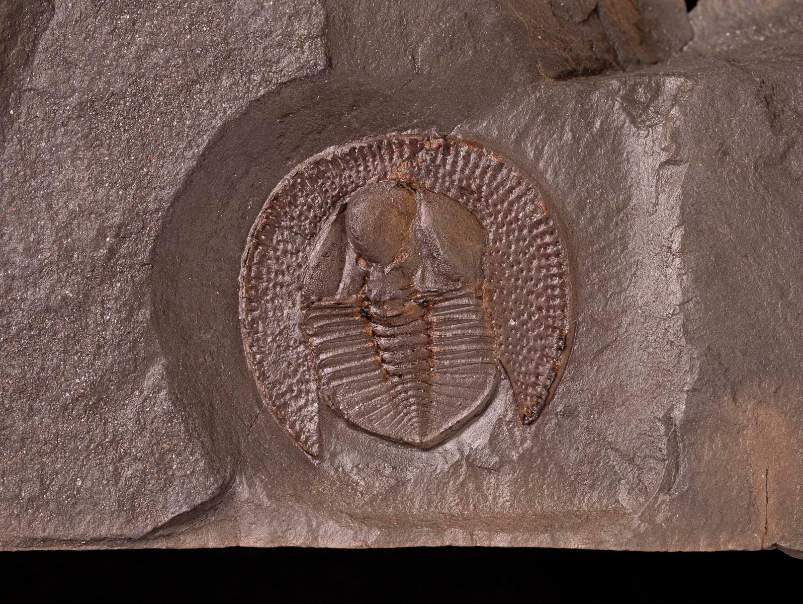 Trilobite del ordovícico superior Declivolithus alfredi