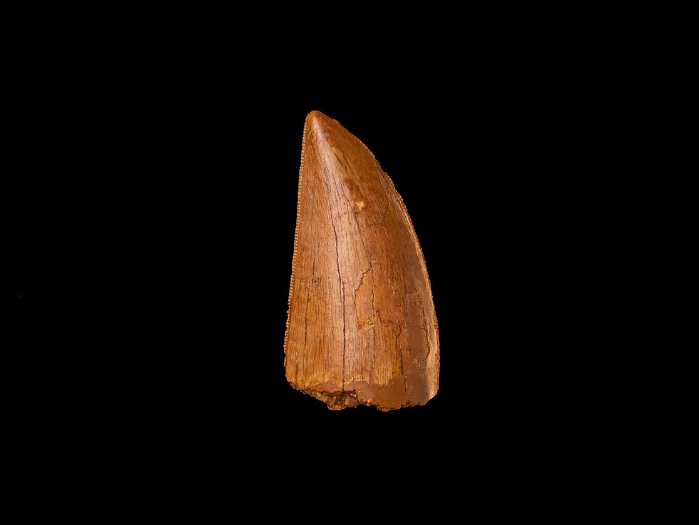 Thumbnail: Fotografía vista frontal auténtico diente dinosaurio carnívoro Carcharodontosaurus saharicus calidad museo