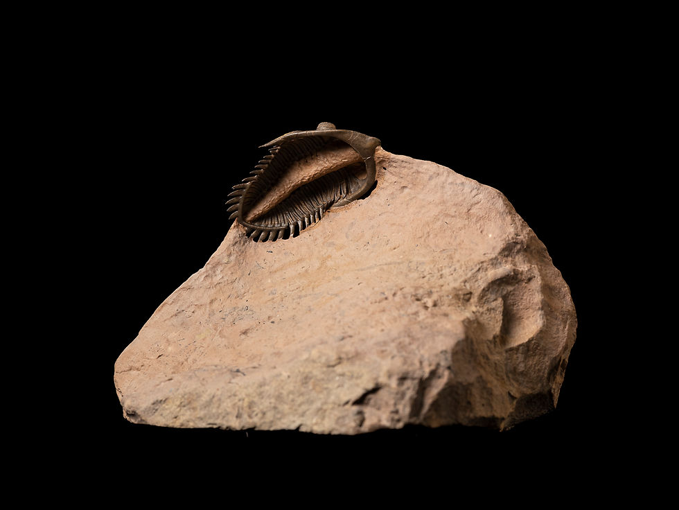 Thumbnail: Limpieza ventral de Trilobite del Devónico Metacanthina issoumourensis