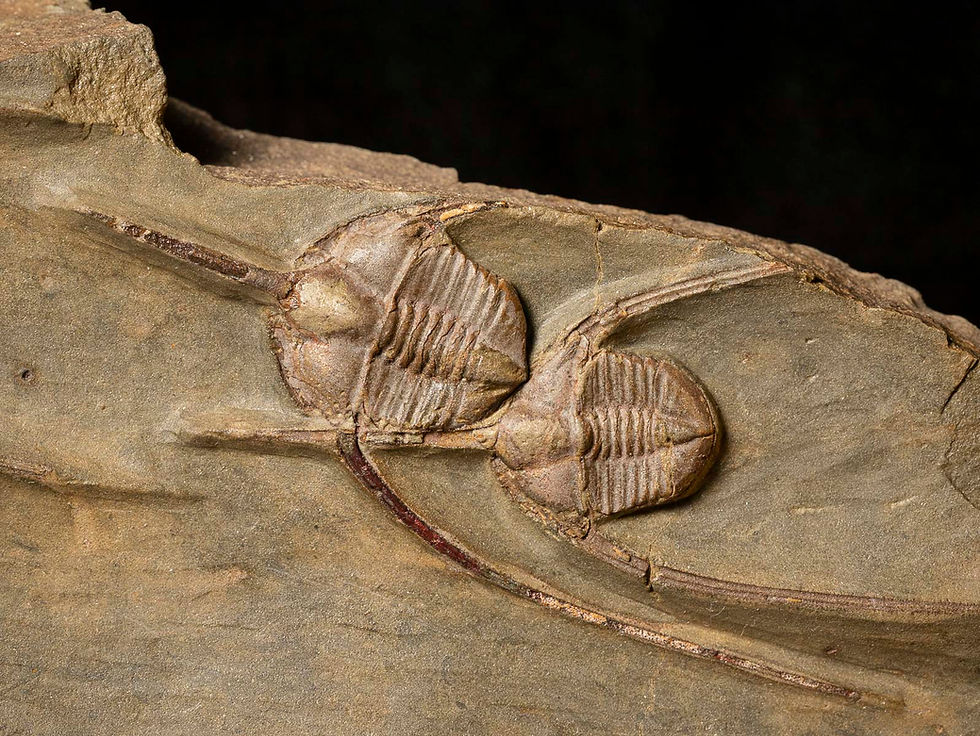 Thumbnail: Asombrosa migración de trilobites del ordovícico Ampyx priscus