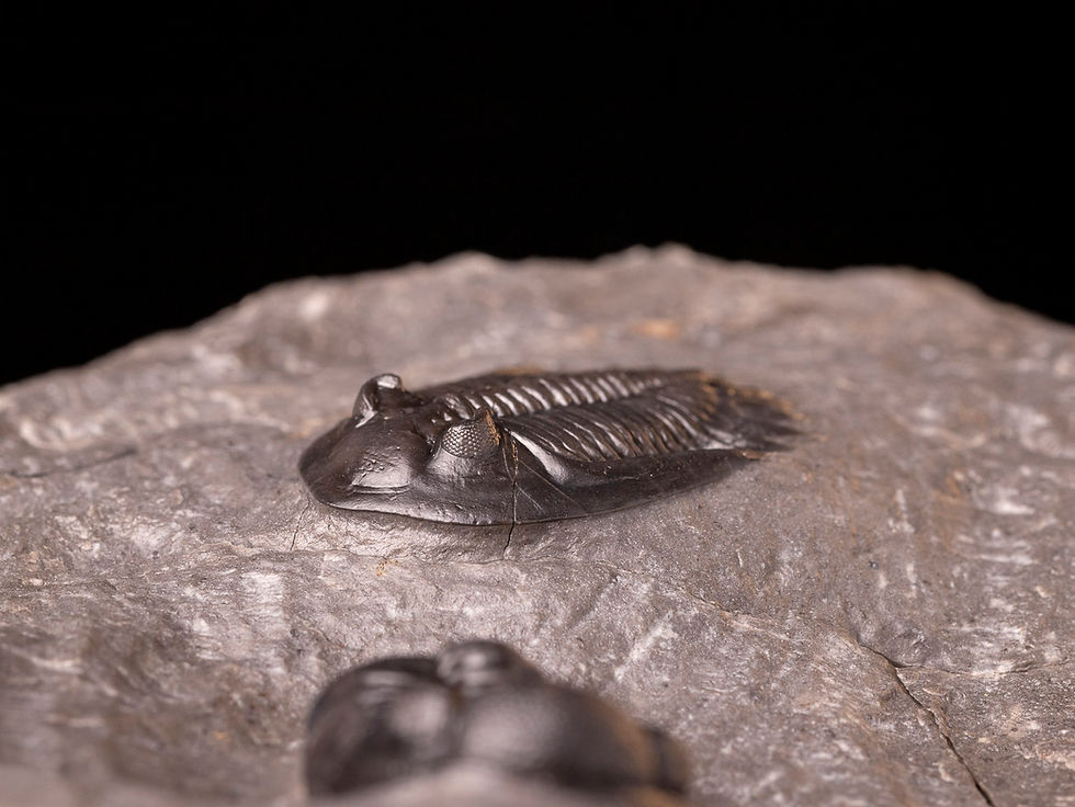 Asociación de trilobites del devónico medio Mrakibina cattoi & Phacops araw