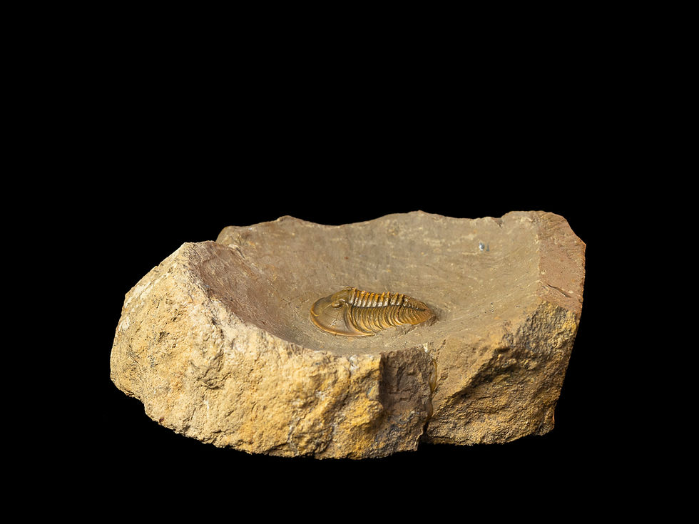 Thumbnail: Tropidocoryphe sp.