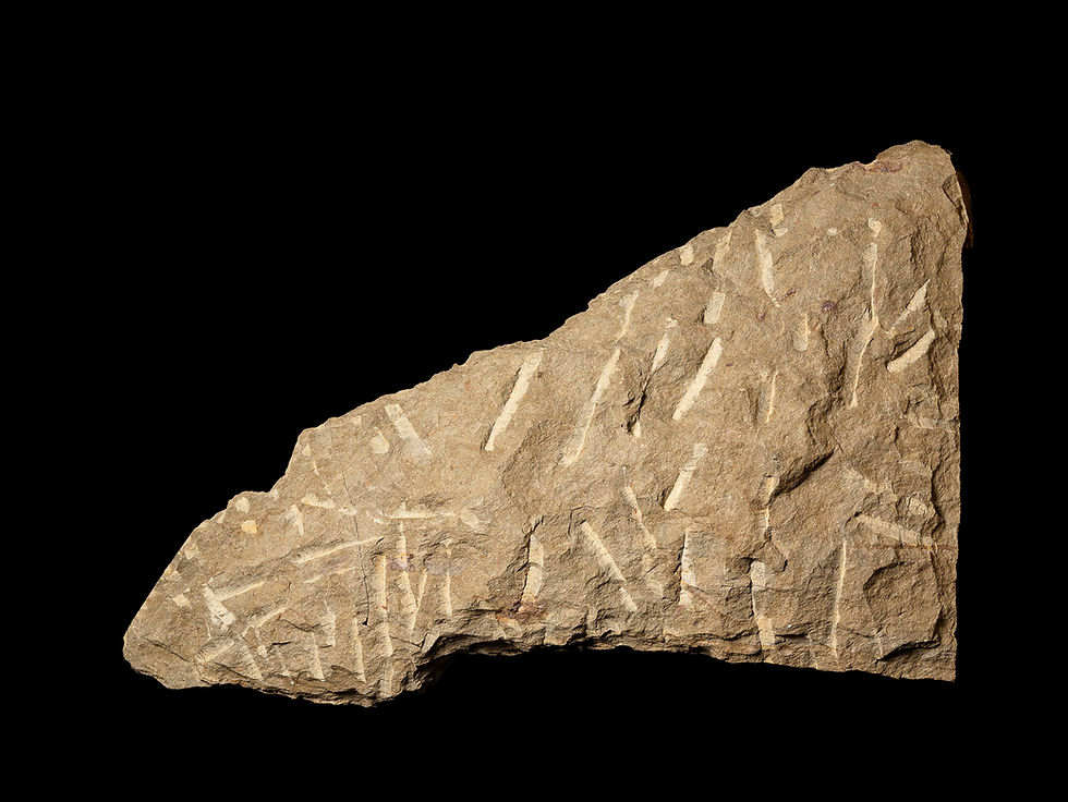 Thumbnail: Asombrosa migración de trilobites del ordovícico Ampyx priscus