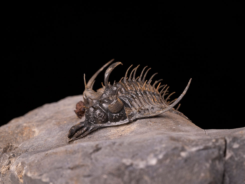 Trilobite del devónico inferior de la valorada especie Quadrops flexuosus