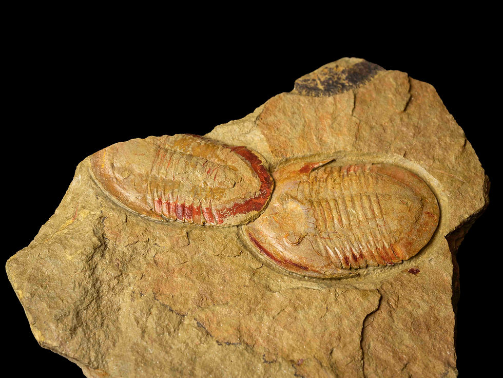 Thumbnail: Asaphellus fezouatensis