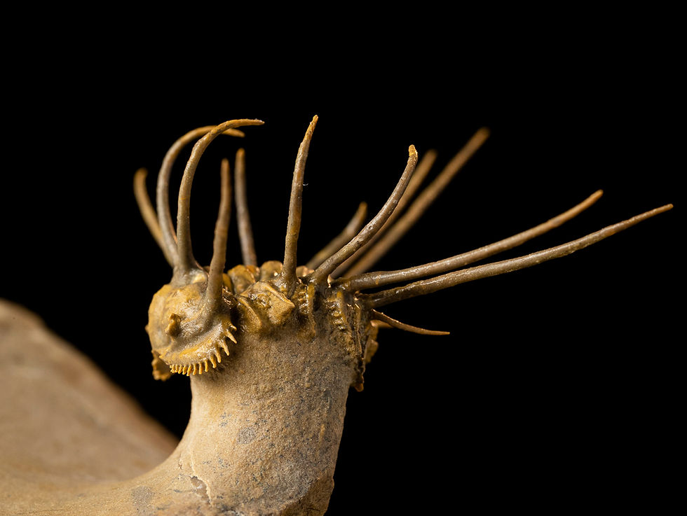 Thumbnail: Ceratonurus sp.
