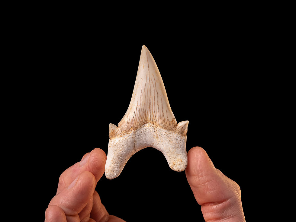 Fotografía auténtico diente de tiburón prehistórico Otodus obliquus | Toptrilos