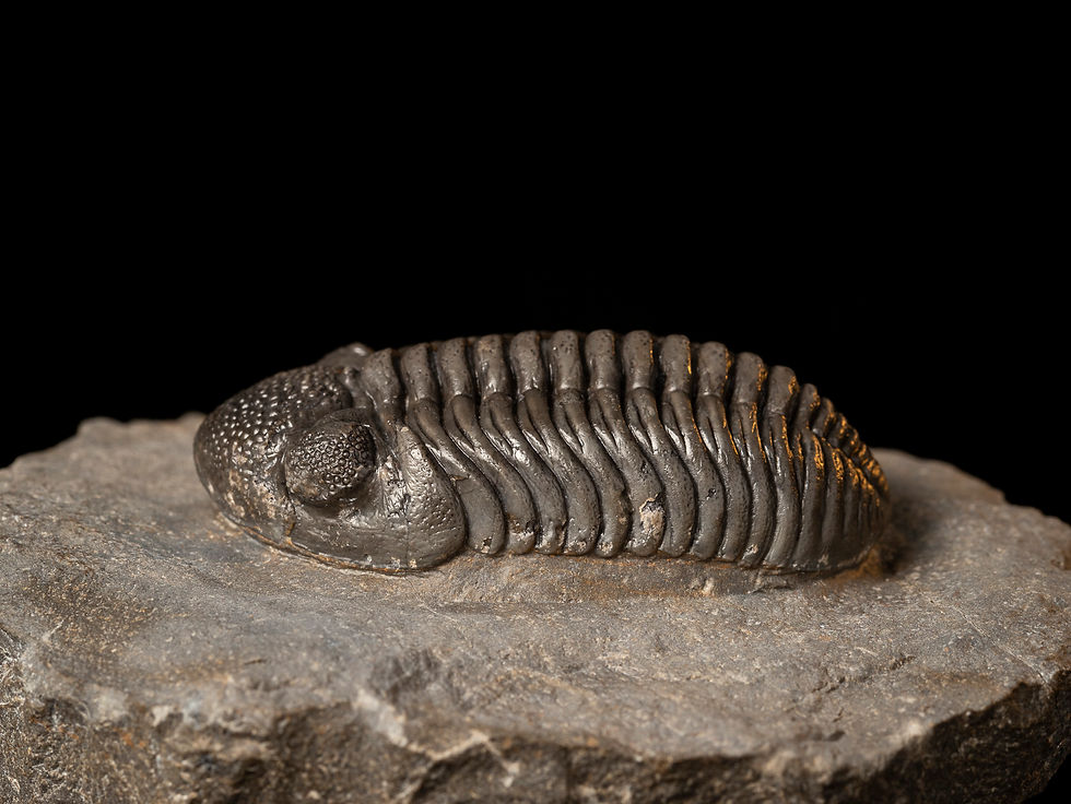 Fotografía Trilobite fósil Devónico Pedinopariops