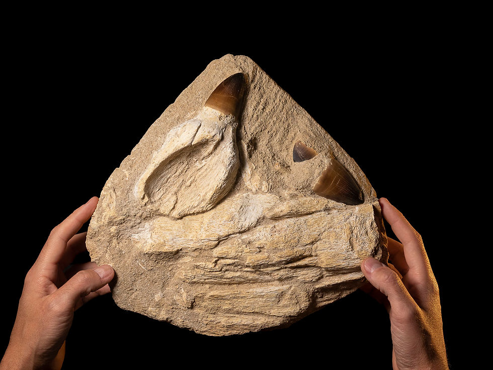 Fotografía vista matriz con cráneo y dientes mosasaurio prognathodon curii sostenida sobre unas manos