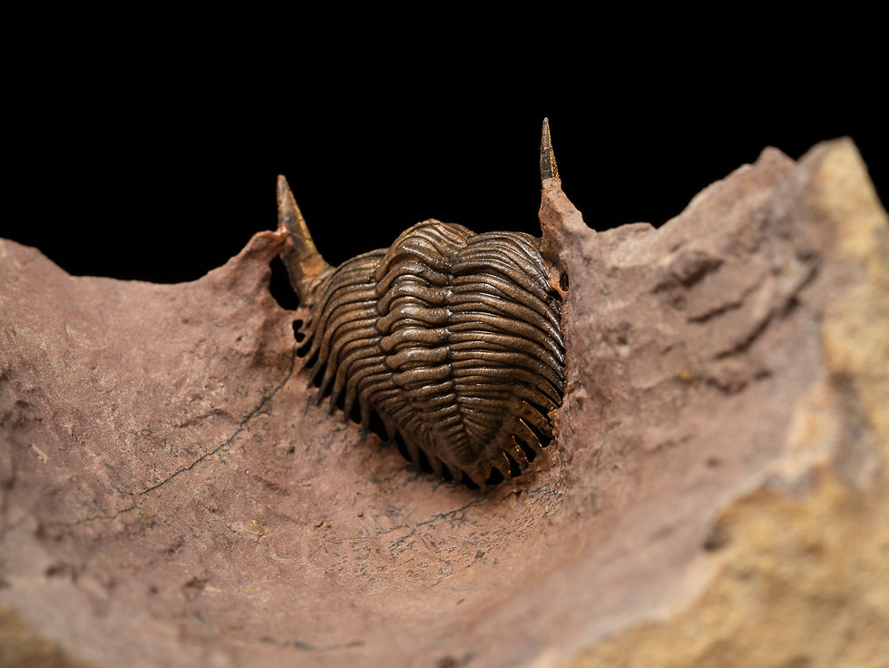 Thumbnail: Trilobite del Devónico Metacanthina issoumourensis en posición de defensa
