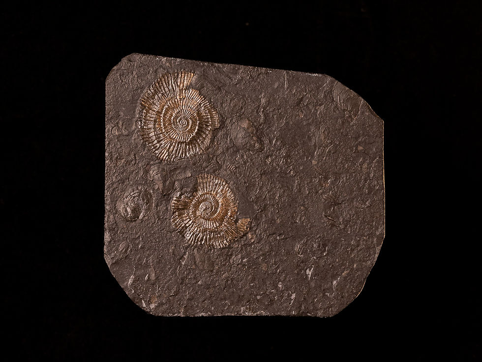 Miniatura: Ammonite del jurásico inferior Dactylioceras commune | Toptrilos