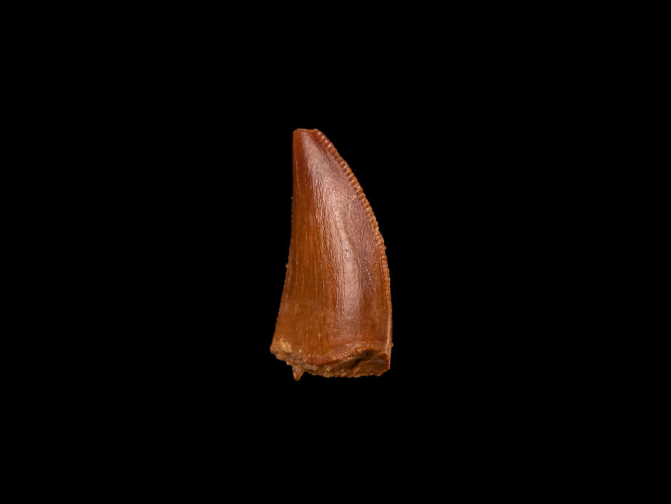 Thumbnail: Fotografía vista lateral auténtico diente dinosaurio carnívoro Carcharodontosaurus saharicus calidad museo