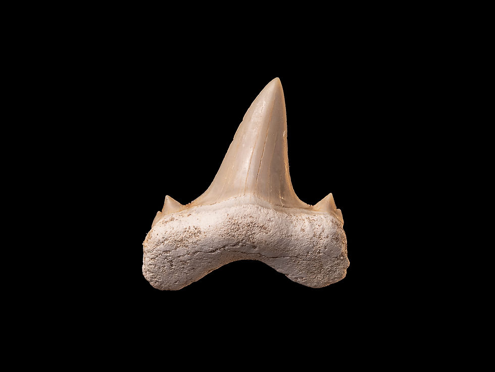 Thumbnail: Fotografía auténtico diente de tiburón prehistórico Otodus obliquus | Toptrilos