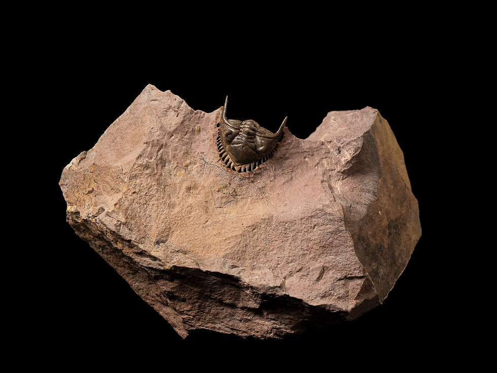 Thumbnail: Trilobite del Devónico Metacanthina issoumourensis en posición de defensa
