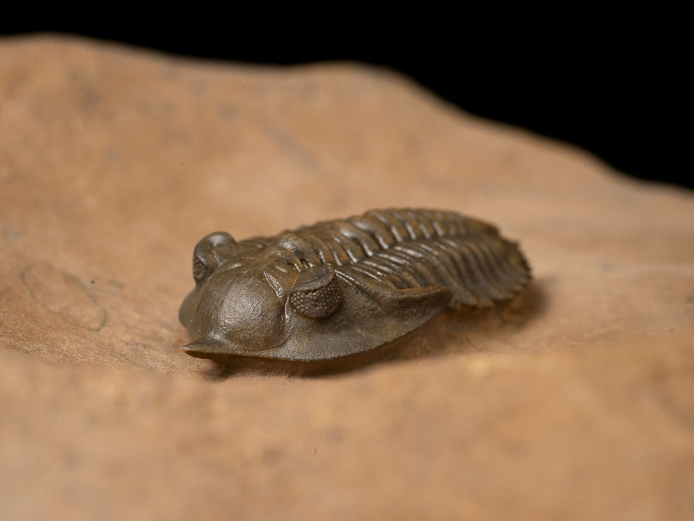 Thumbnail: Fotografia trilobite Devónico  Minicryphaeus minimus