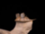 Thumbnail: Trilobite del devónico inferior Erbenochile erbeni