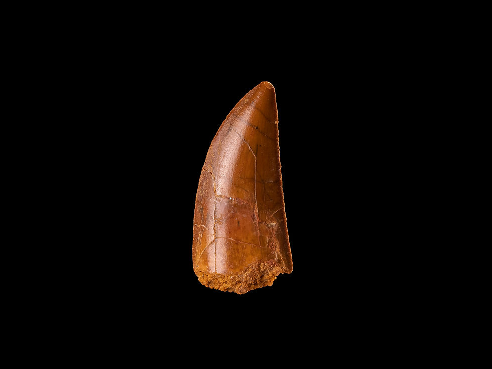 Fotografía vista frontal auténtico diente de dinosaurio carnívoro Abelisauridae calidad museo