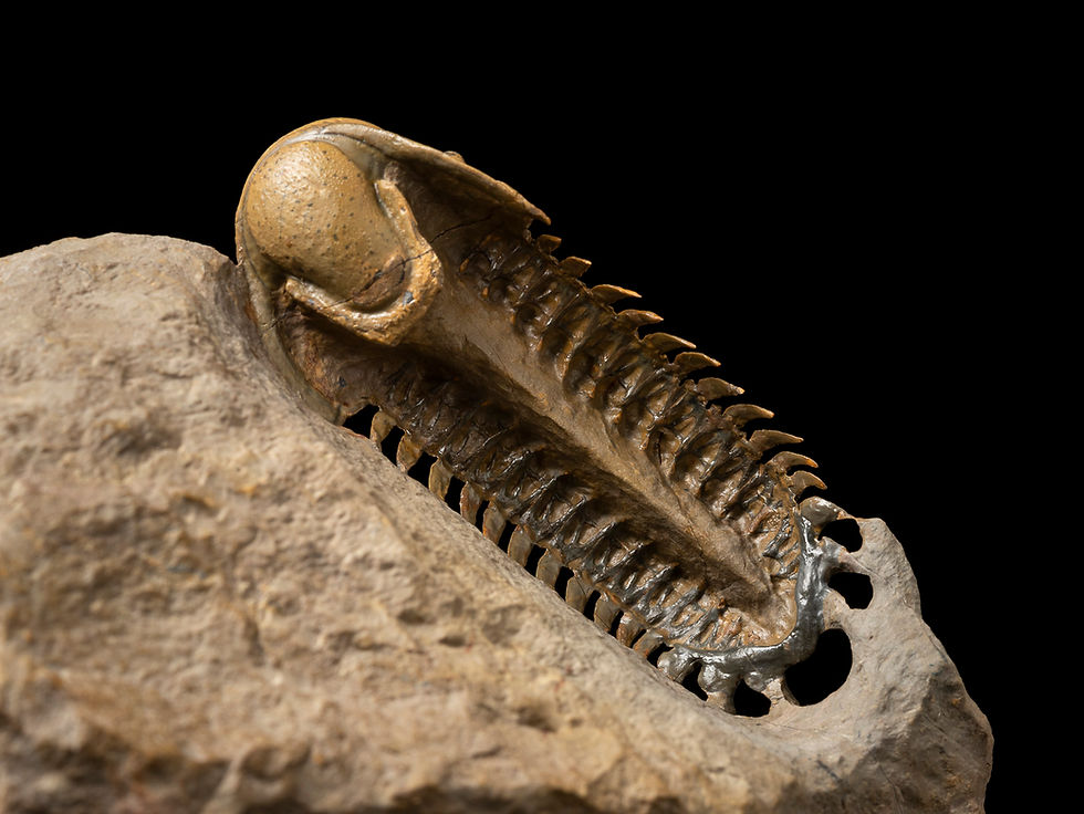 Thumbnail: Trilobite Fósil Devónico Crotalocephalus gibbus