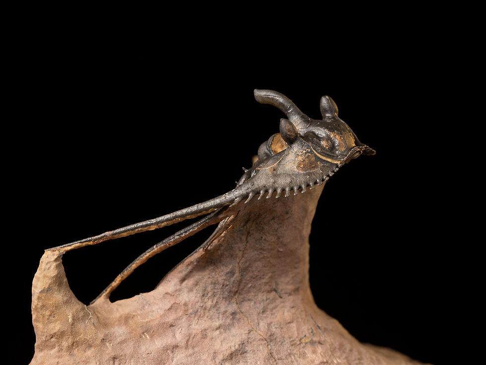 Thumbnail: Trilobite Fósil Devónico Kettneraspis prescheri