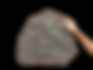 Scyphocrinites elegans