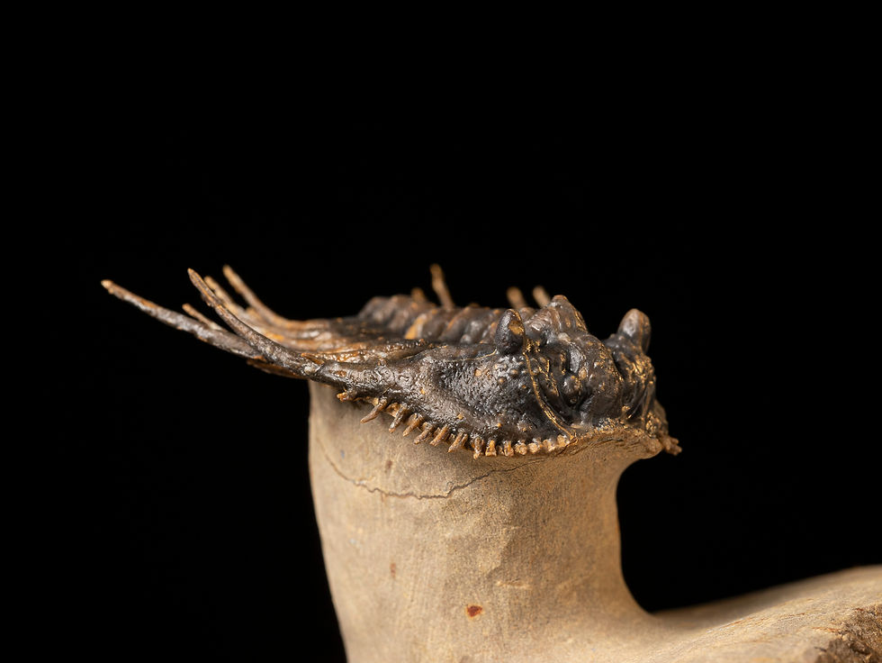 Thumbnail: Trilobite del Devónico Leonaspis hastata