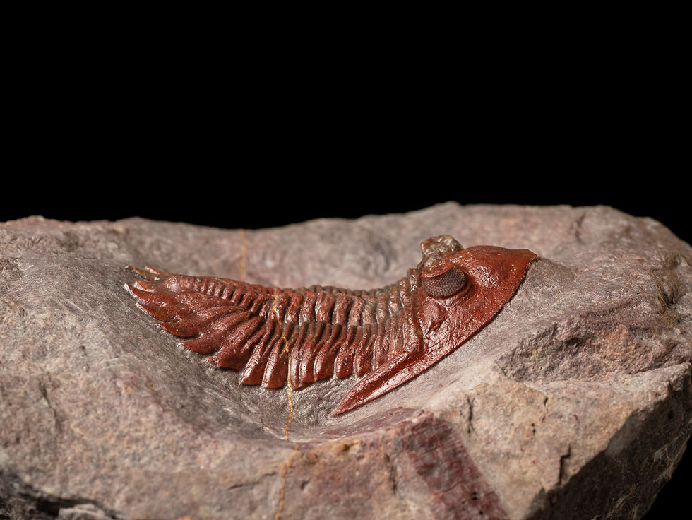 Thumbnail: Fotografia vista frontal trilobite Hollardops aff. burtandminae de inusual color rojo
