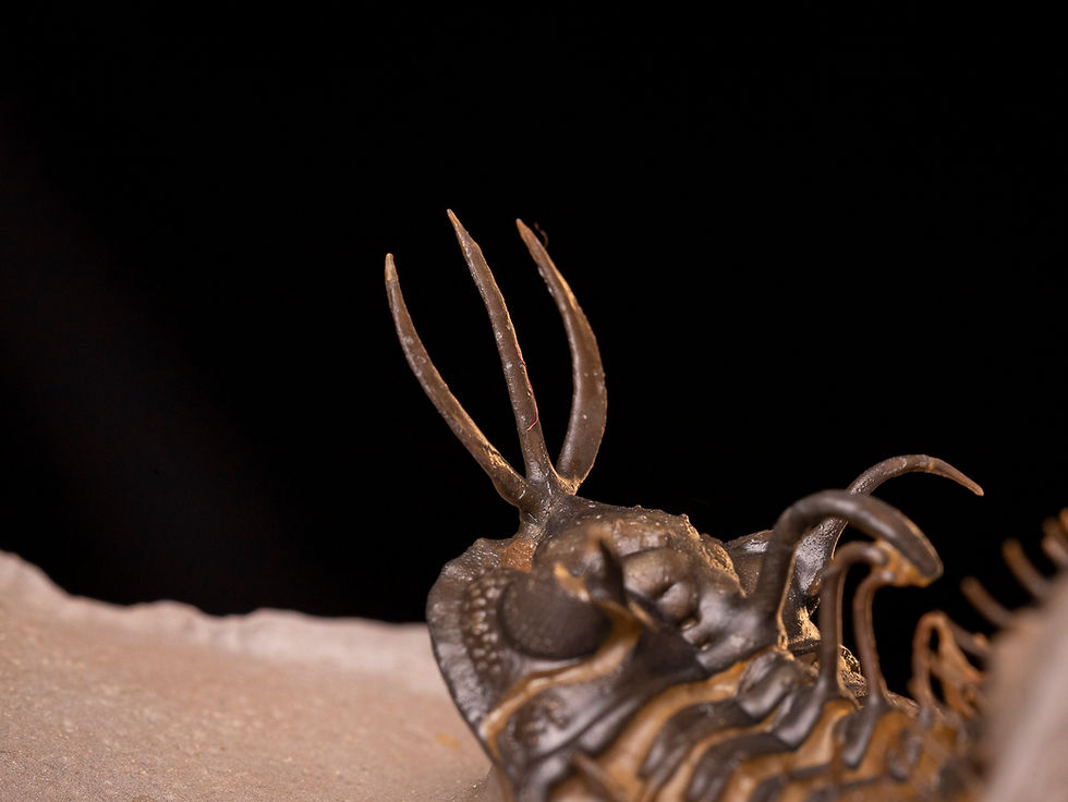 Miniatura: Trilobite del devónico inferior Walliserops hammi