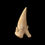 Thumbnail: Fotografía vista frontal diente de tiburón Paleocarcharodon orientalis sobre fondo negro