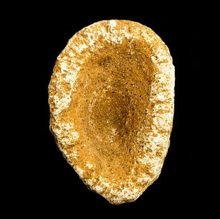Cnidarians, Porifera