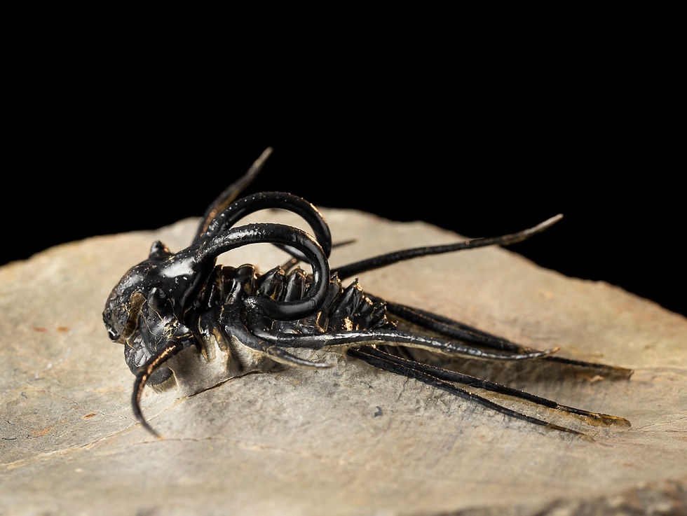 Thumbnail: Dicranurus monstrosus