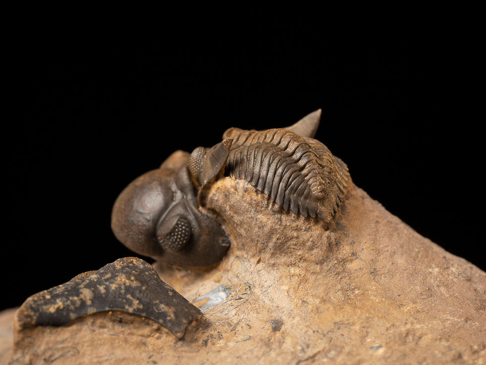 Thumbnail: Asociación Trilobites del Devónico Minicryphaeus minimus & Reedops sp.