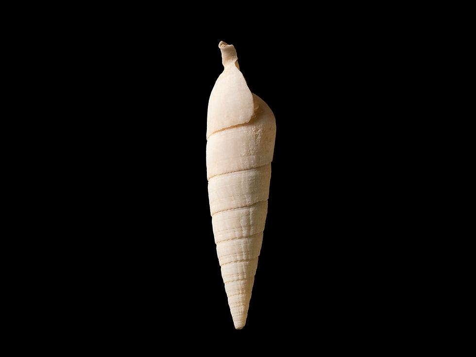 Miniatura: Rhinoclavis fasciata