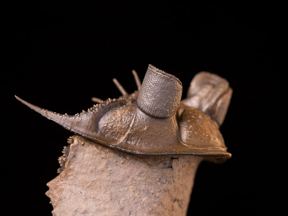 Trilobite del devónico inferior Erbenochile erbeni